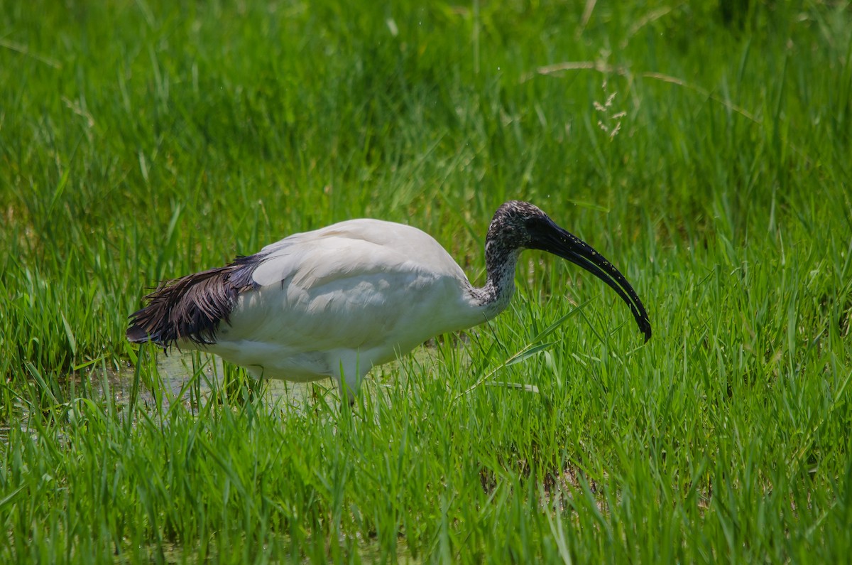 African Sacred Ibis - ML157009741