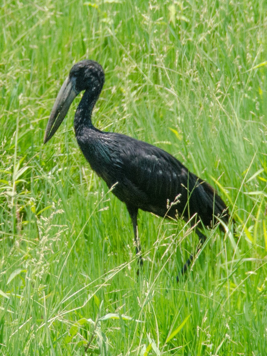 African Openbill - ML157009771