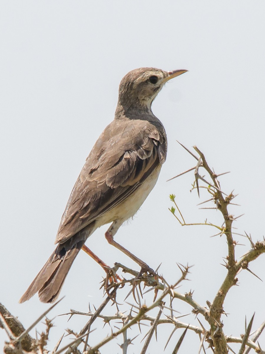 Plain-backed Pipit - William Stephens