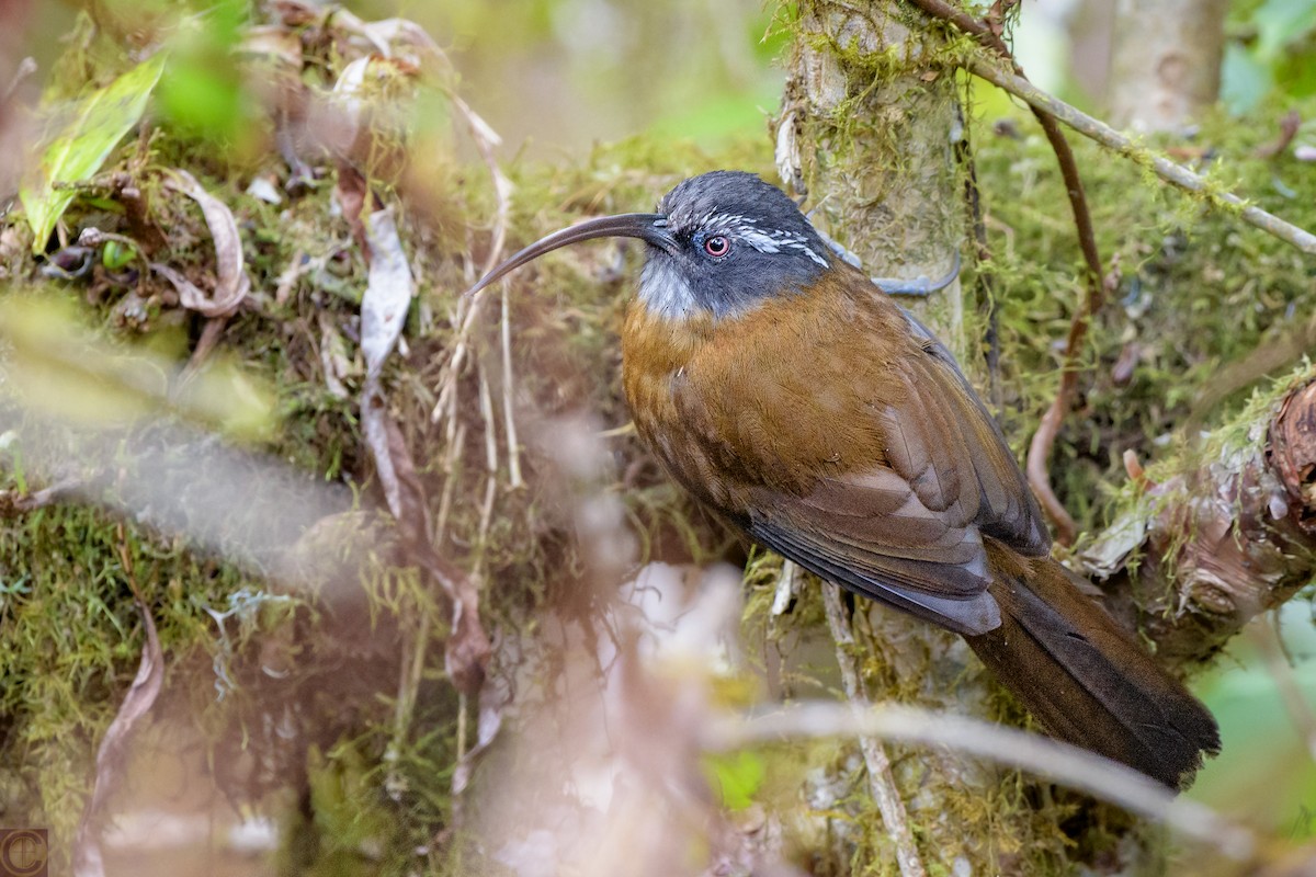 Slender-billed Scimitar-Babbler - Manjula Desai