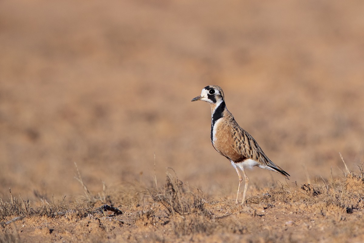 Inland Dotterel - Laurie Ross | Tracks Birding & Photography Tours