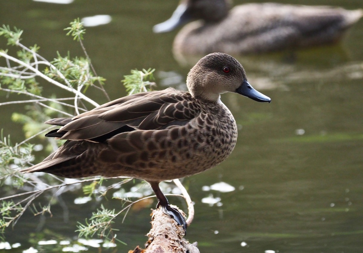 Gray Teal - Ken Glasson