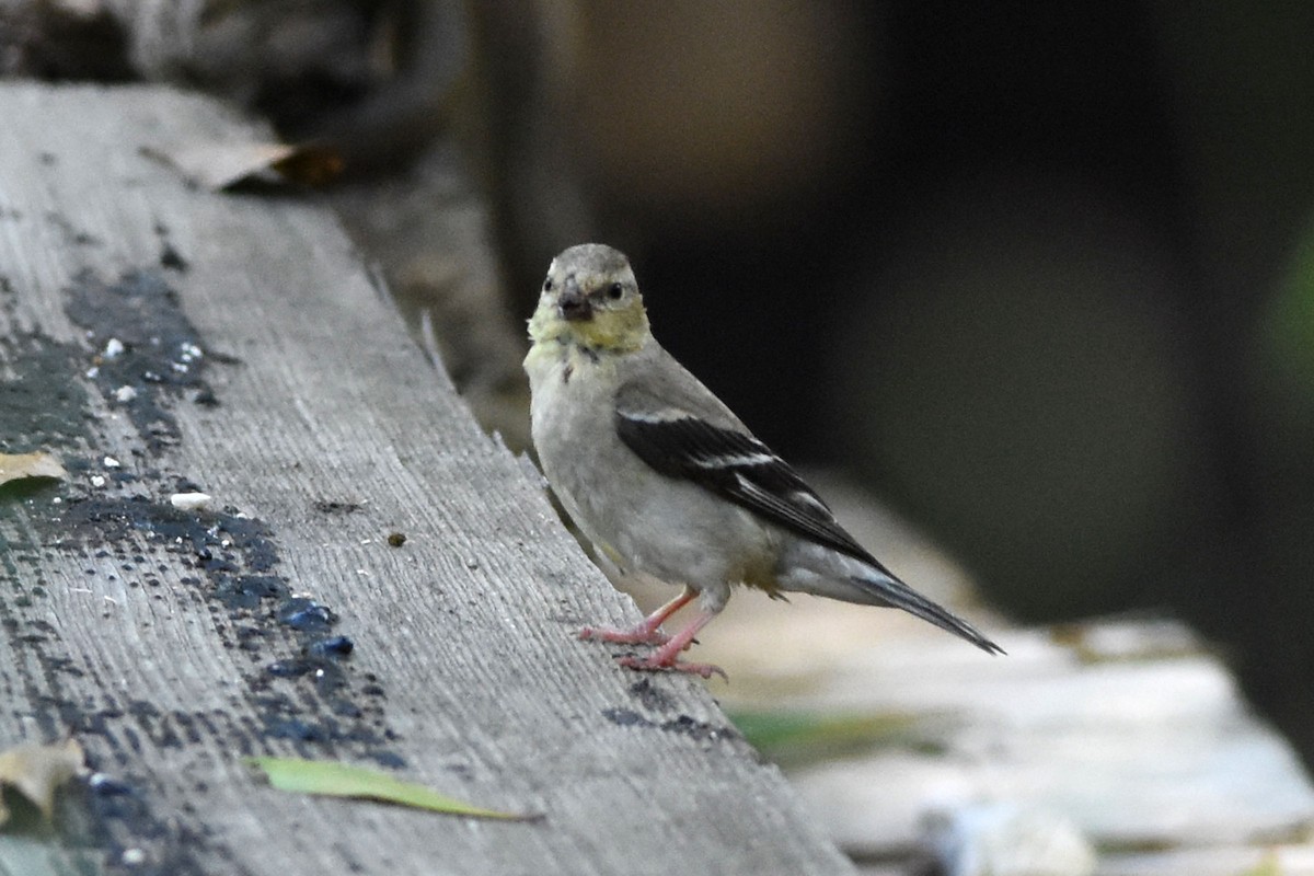 American Goldfinch - ML157014161