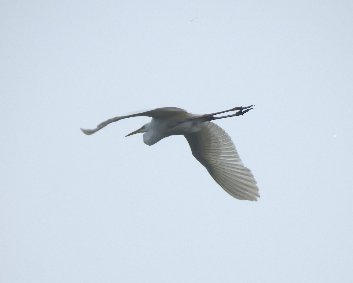 Great Egret - ML157014261