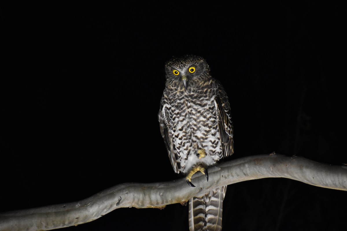 Powerful Owl - ML157014341