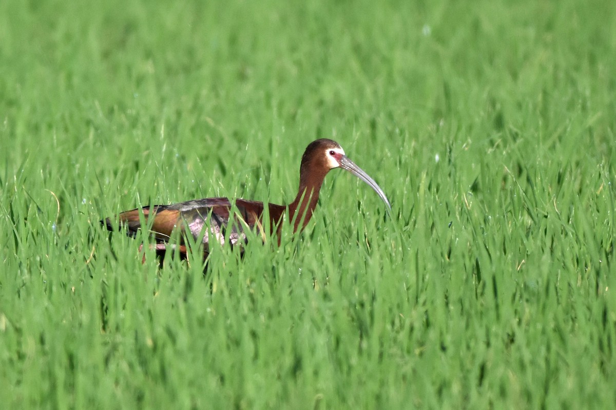 White-faced Ibis - ML157015731