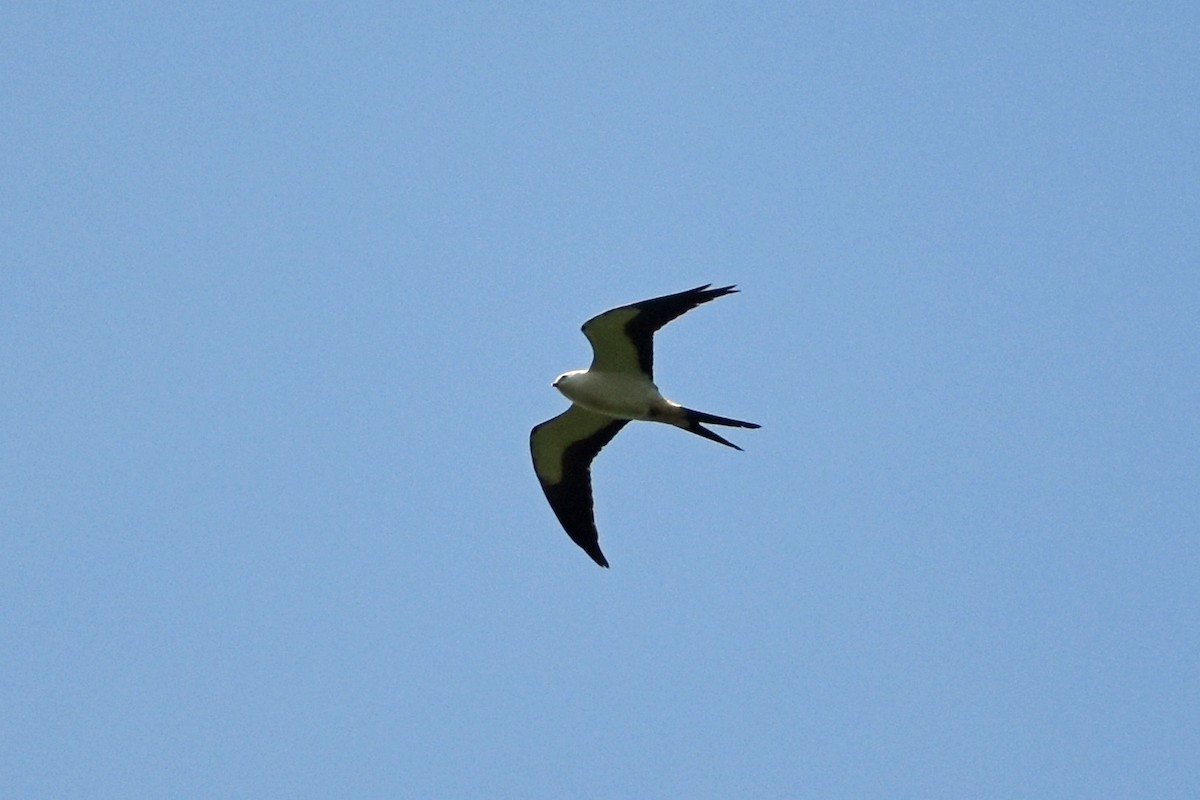 Swallow-tailed Kite - ML157015771