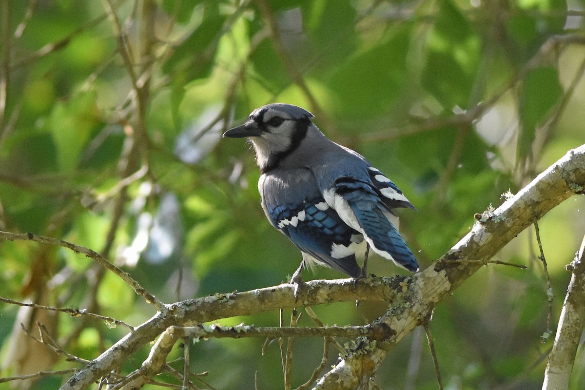 Blue Jay - ML157015831