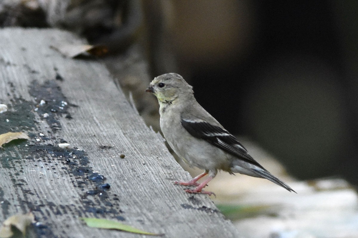 American Goldfinch - ML157015911