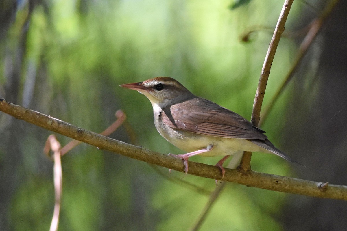 Swainson's Warbler - ML157015951