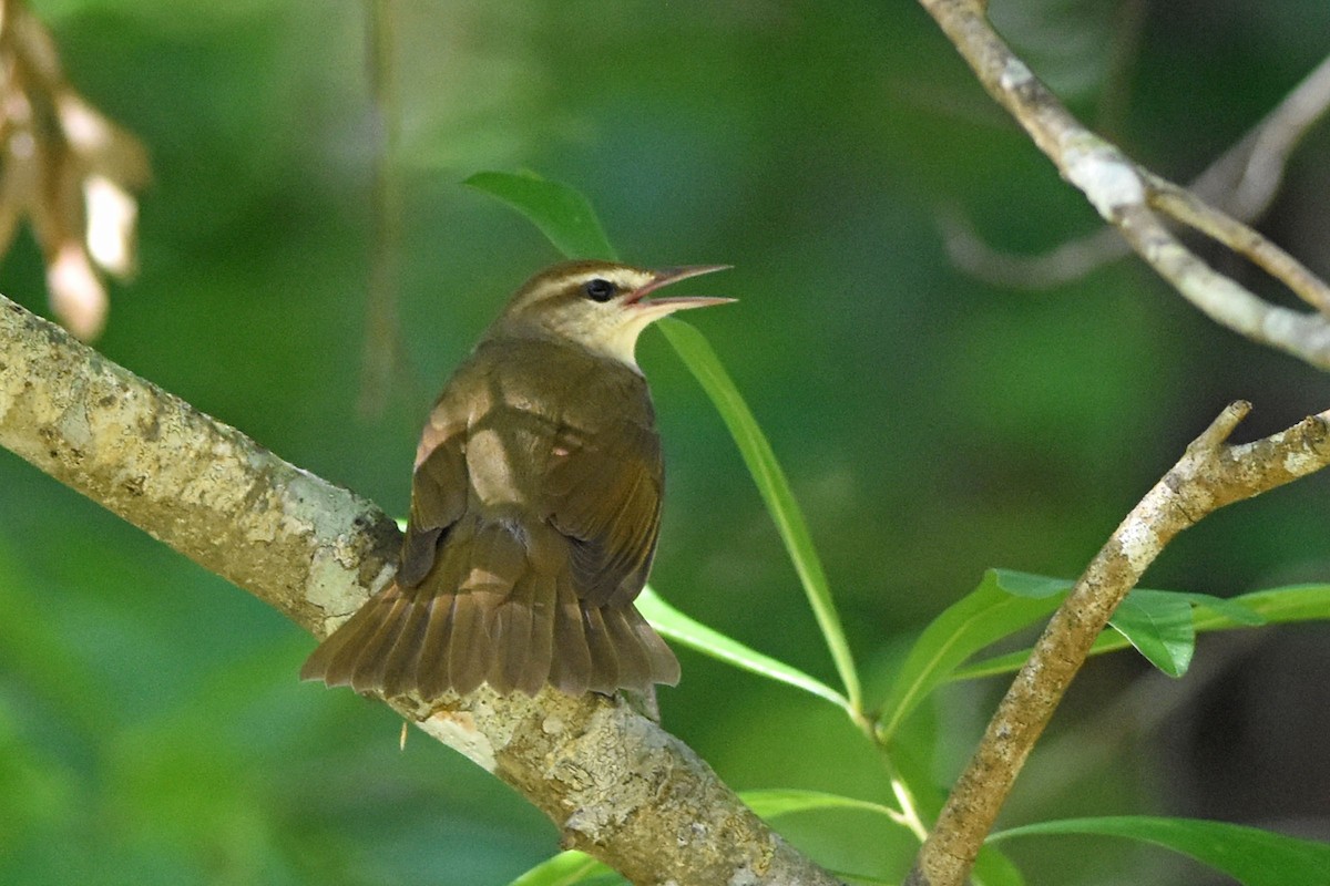 Swainson's Warbler - ML157015961