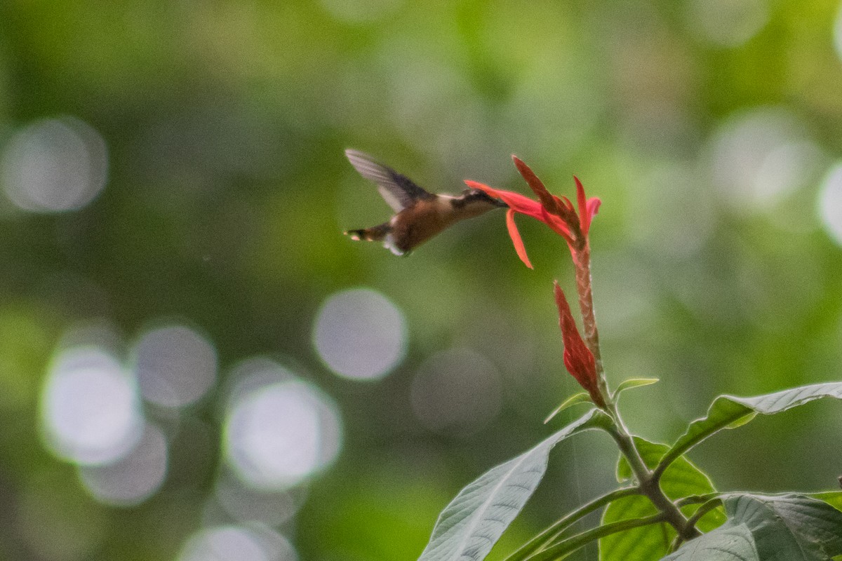 knøttkolibri - ML157016741