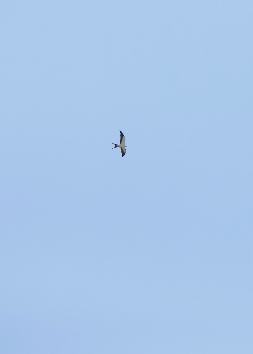Swallow-tailed Kite - ML157019371