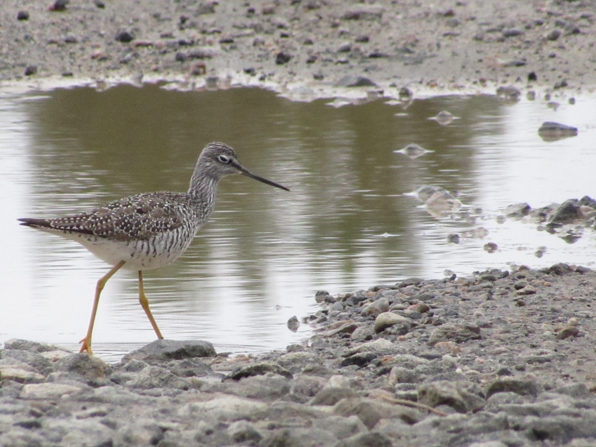 Greater Yellowlegs - Will Lockhart