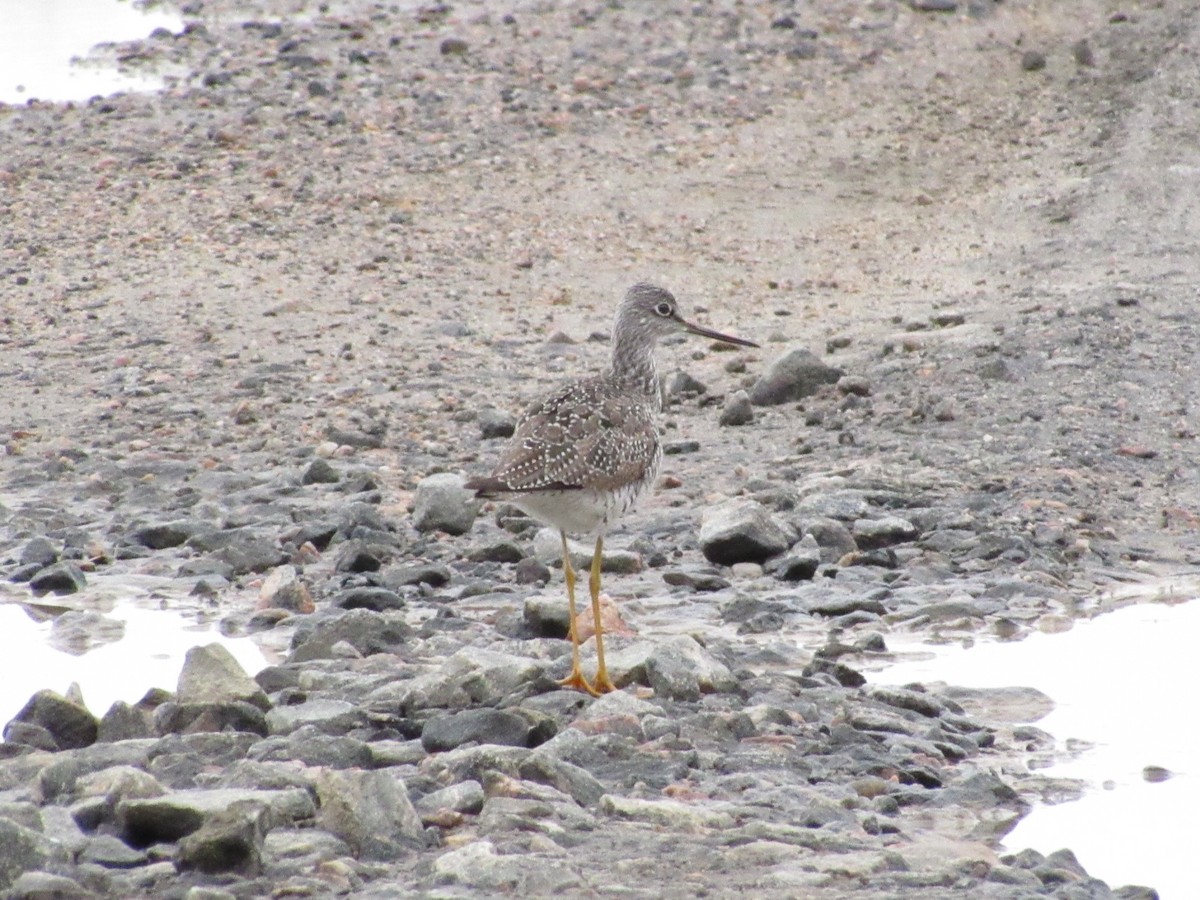 Greater Yellowlegs - ML157019571