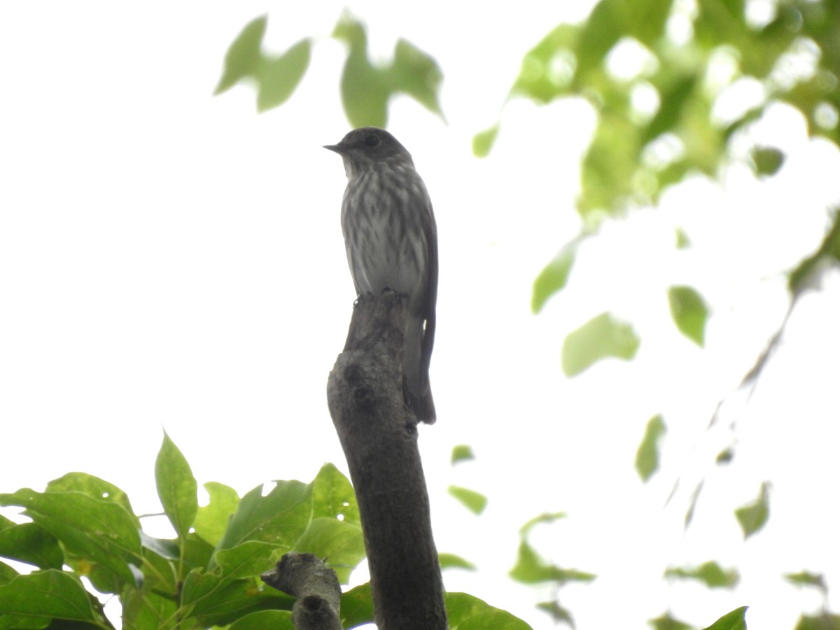 Gray-streaked Flycatcher - Liao Tzu-Chiang