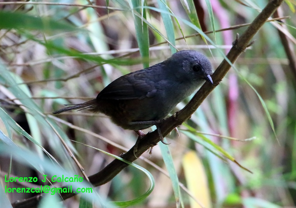 Merida Tapaculo - Lorenzo Calcaño