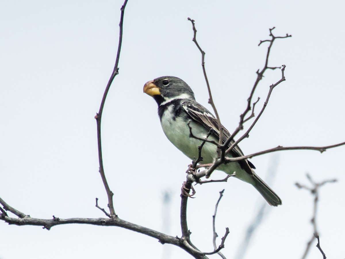 Parrot-billed Seedeater - Nick Athanas