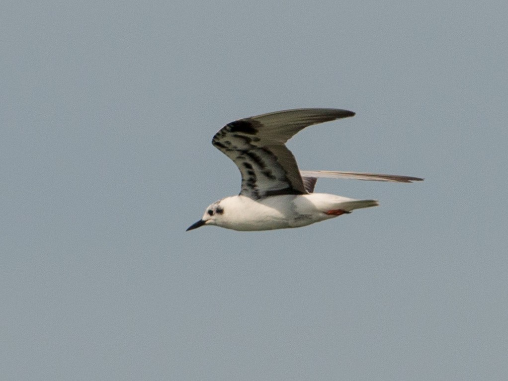 White-winged Tern - ML157023321