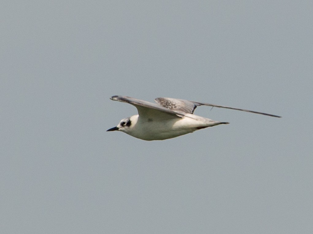 White-winged Tern - ML157023331