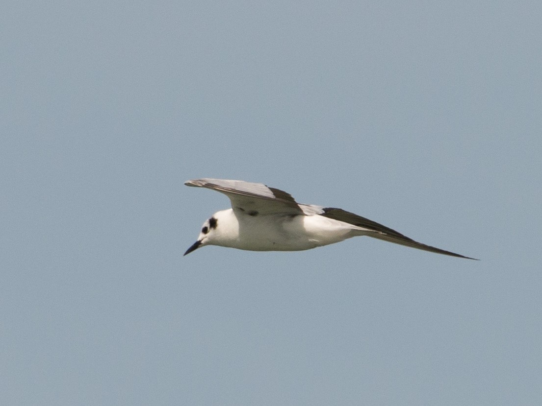 White-winged Tern - ML157023341