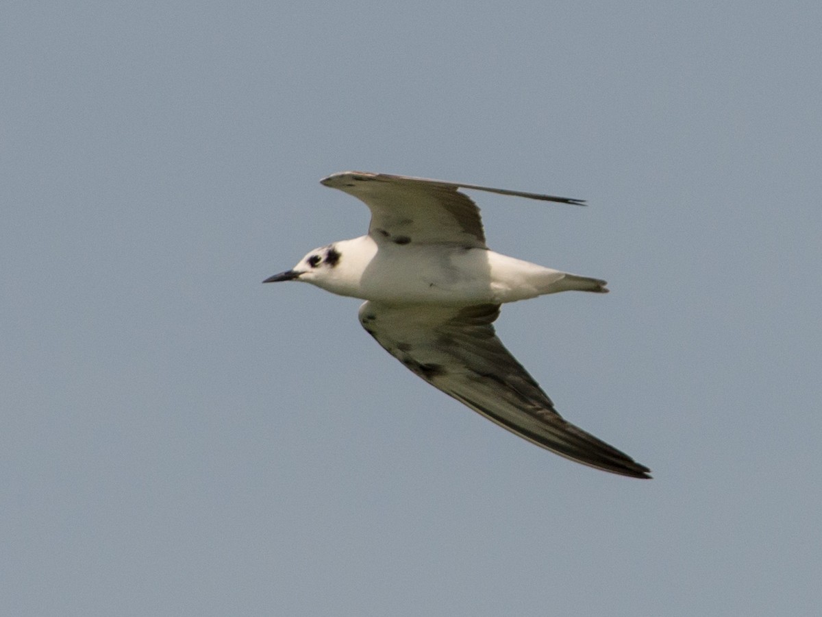 White-winged Tern - ML157023351