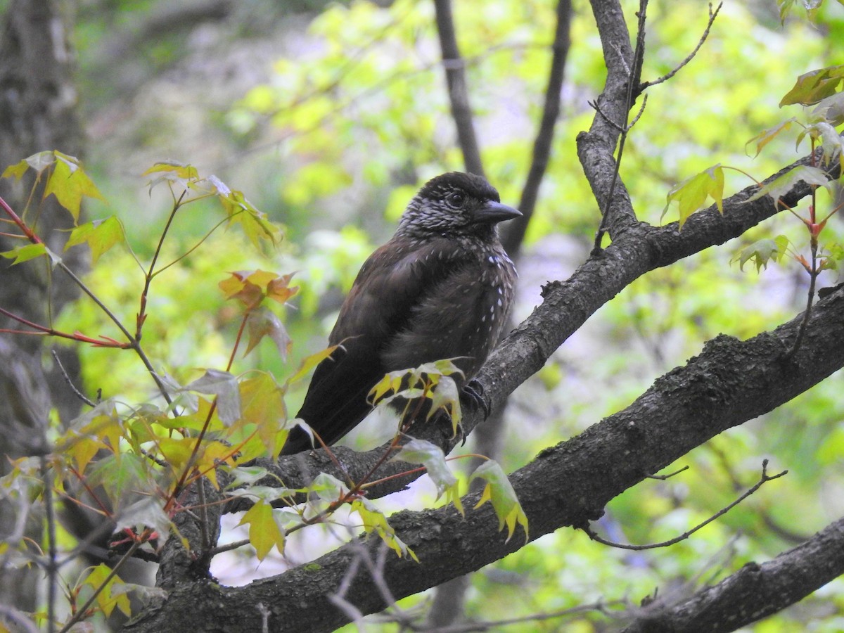 Eurasian Nutcracker - Scott Young