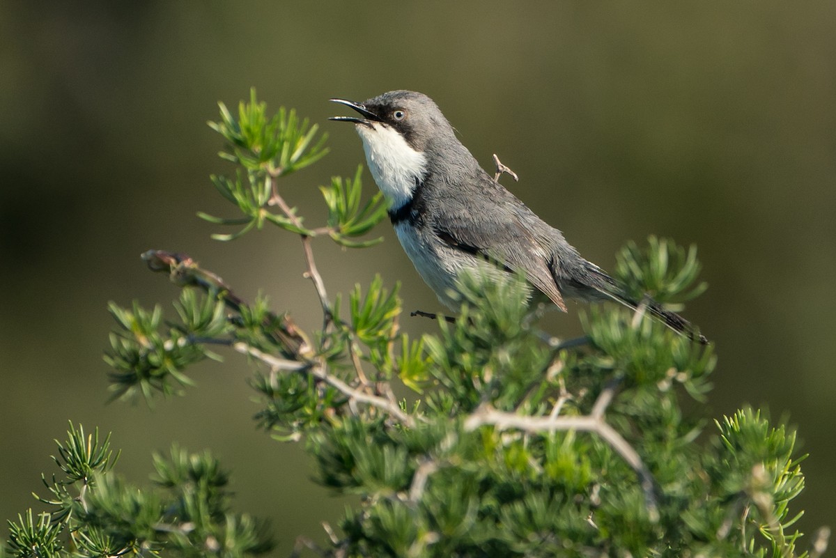 Bar-throated Apalis - Joao Quental JQuental