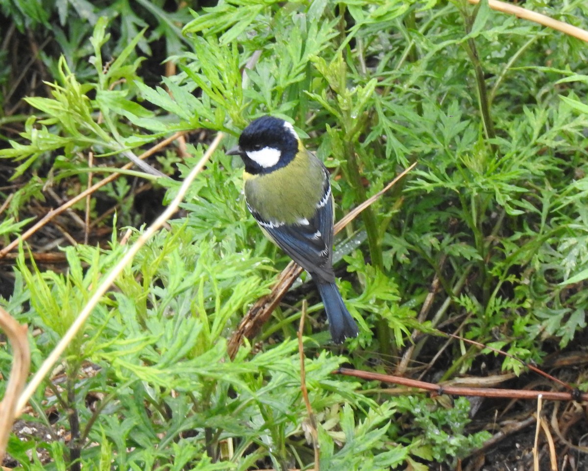 Green-backed Tit - ML157026061