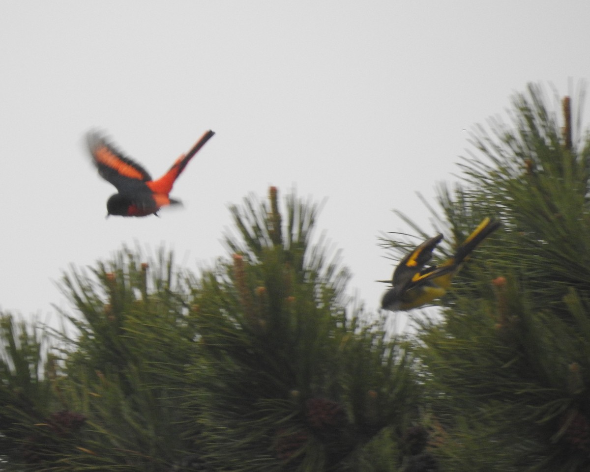 Long-tailed Minivet - ML157026141