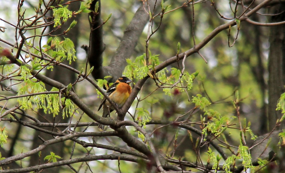 Cardinal à tête noire - ML157026251