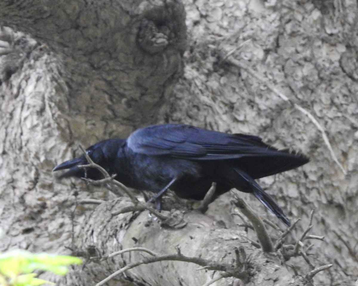 Large-billed Crow - ML157026381