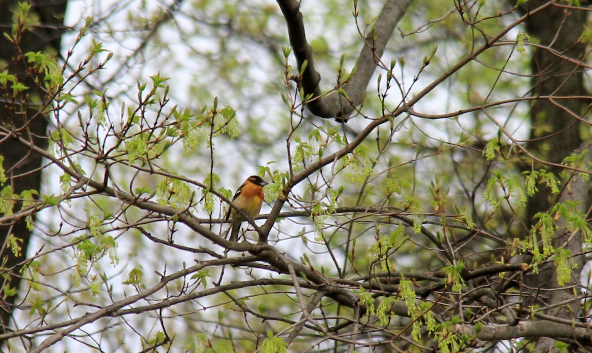 Black-headed Grosbeak - ML157026571