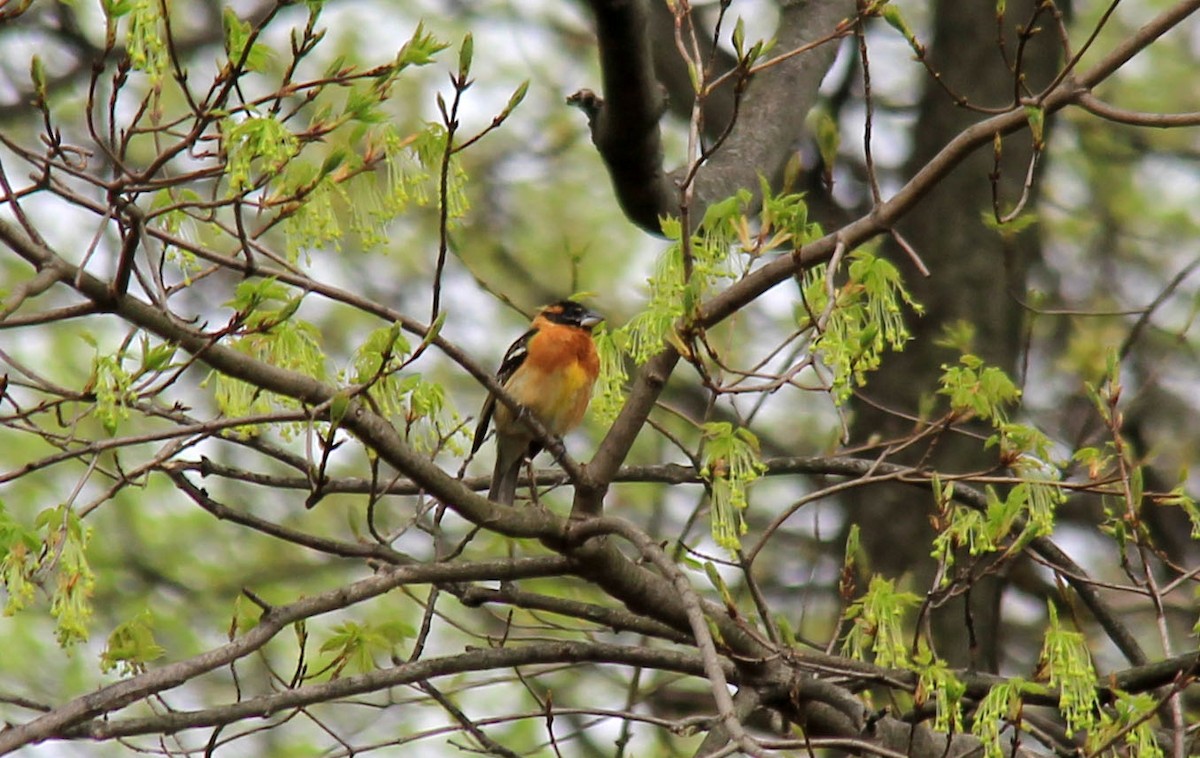 Cardinal à tête noire - ML157026821