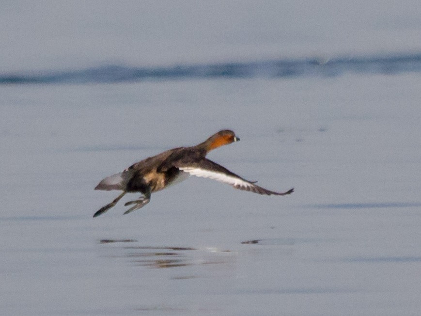 Little Grebe - William Stephens