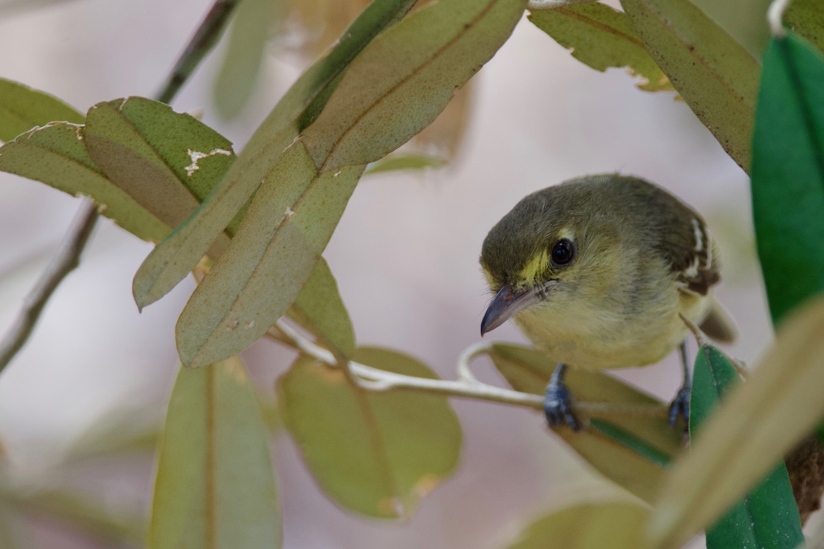 Mangrove Vireo (Providencia) - Amanda Guercio