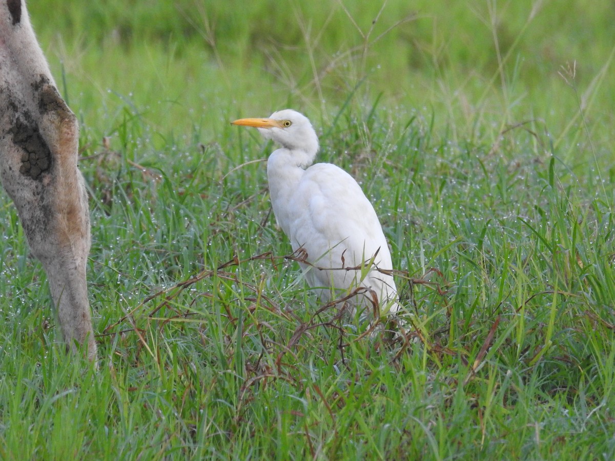 Western Cattle-Egret - Heidi Pasch de Viteri