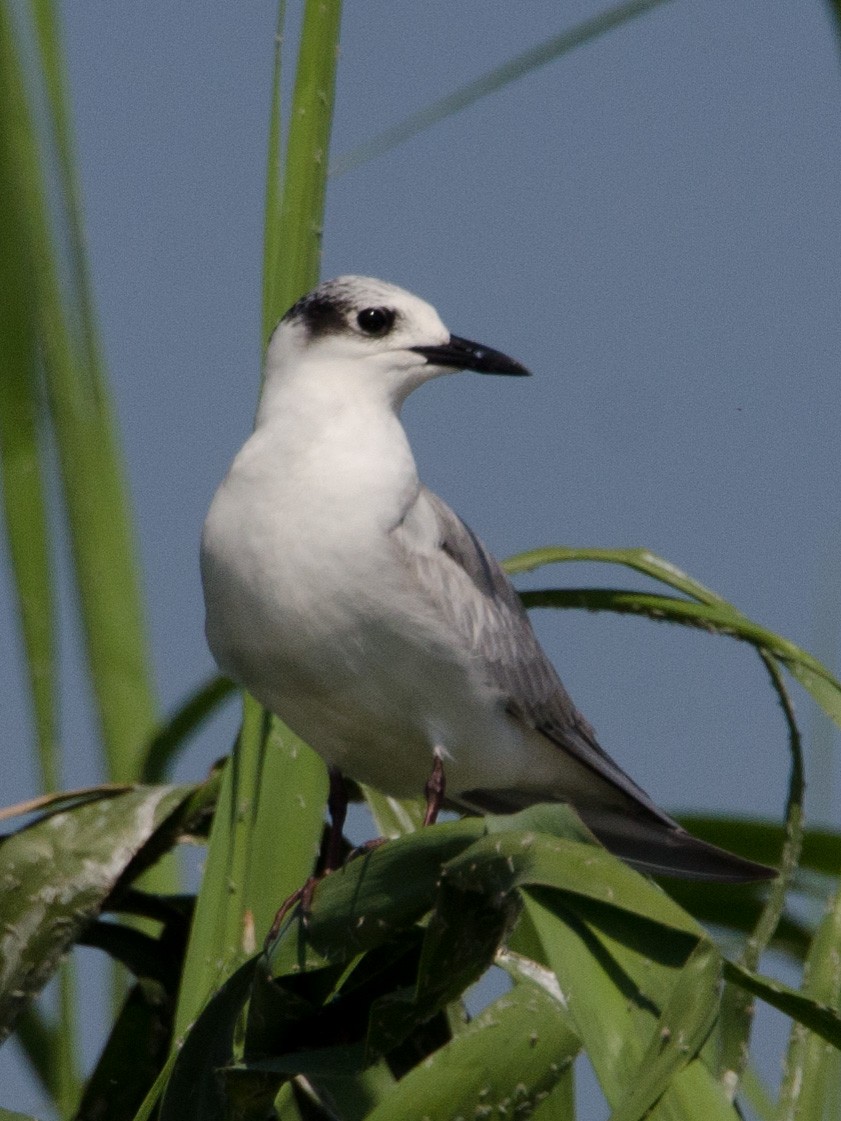 Whiskered Tern - ML157028311