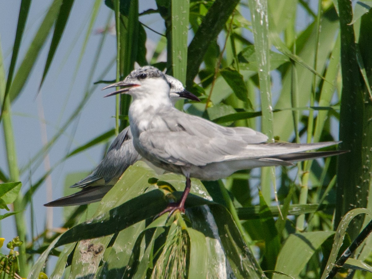 Whiskered Tern - ML157028321