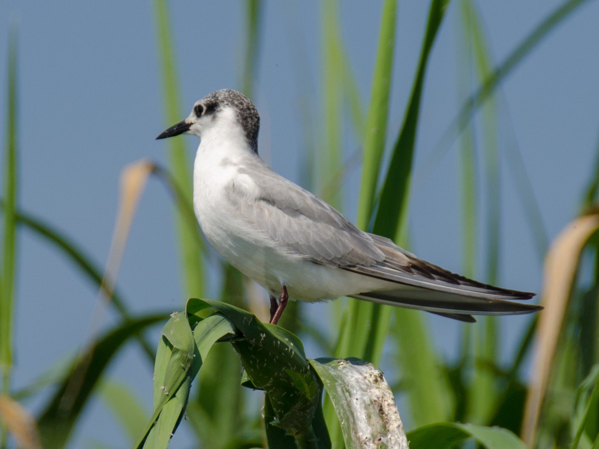 Whiskered Tern - ML157028331