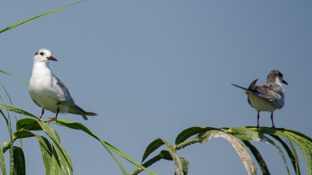 Whiskered Tern - ML157028351