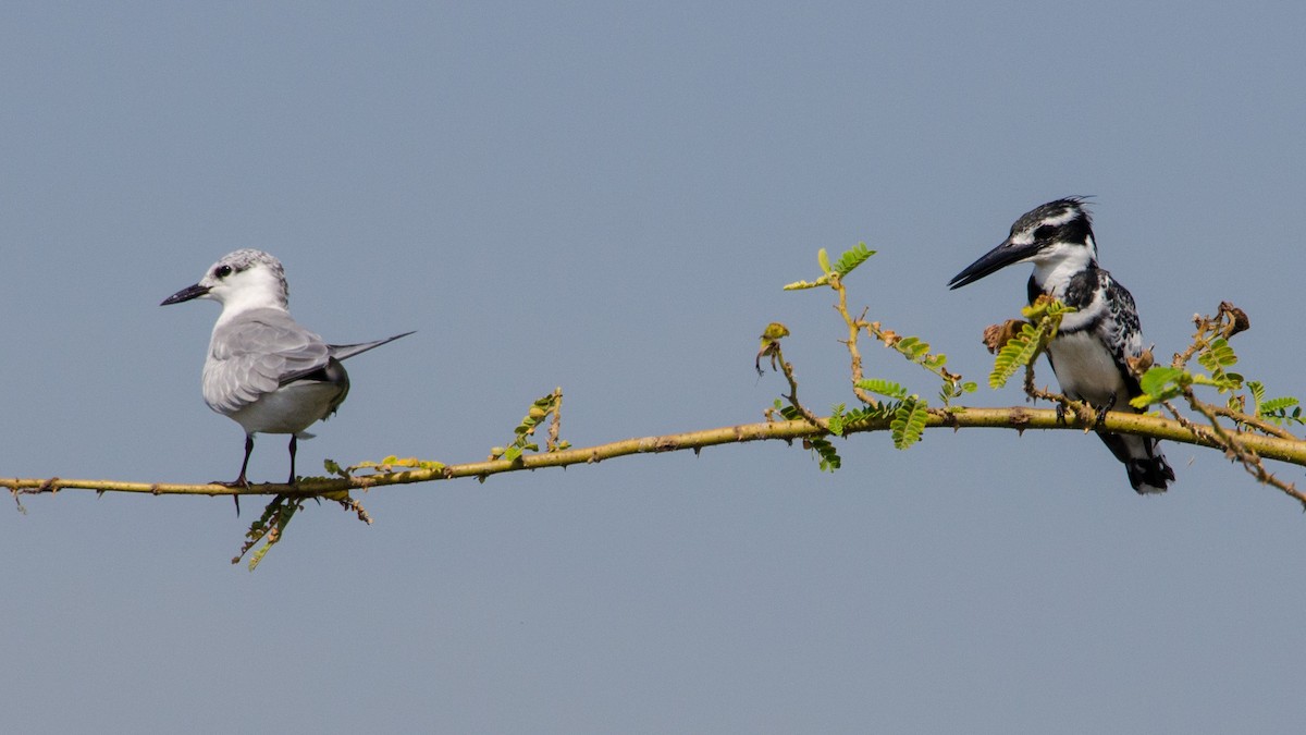 Whiskered Tern - ML157028371