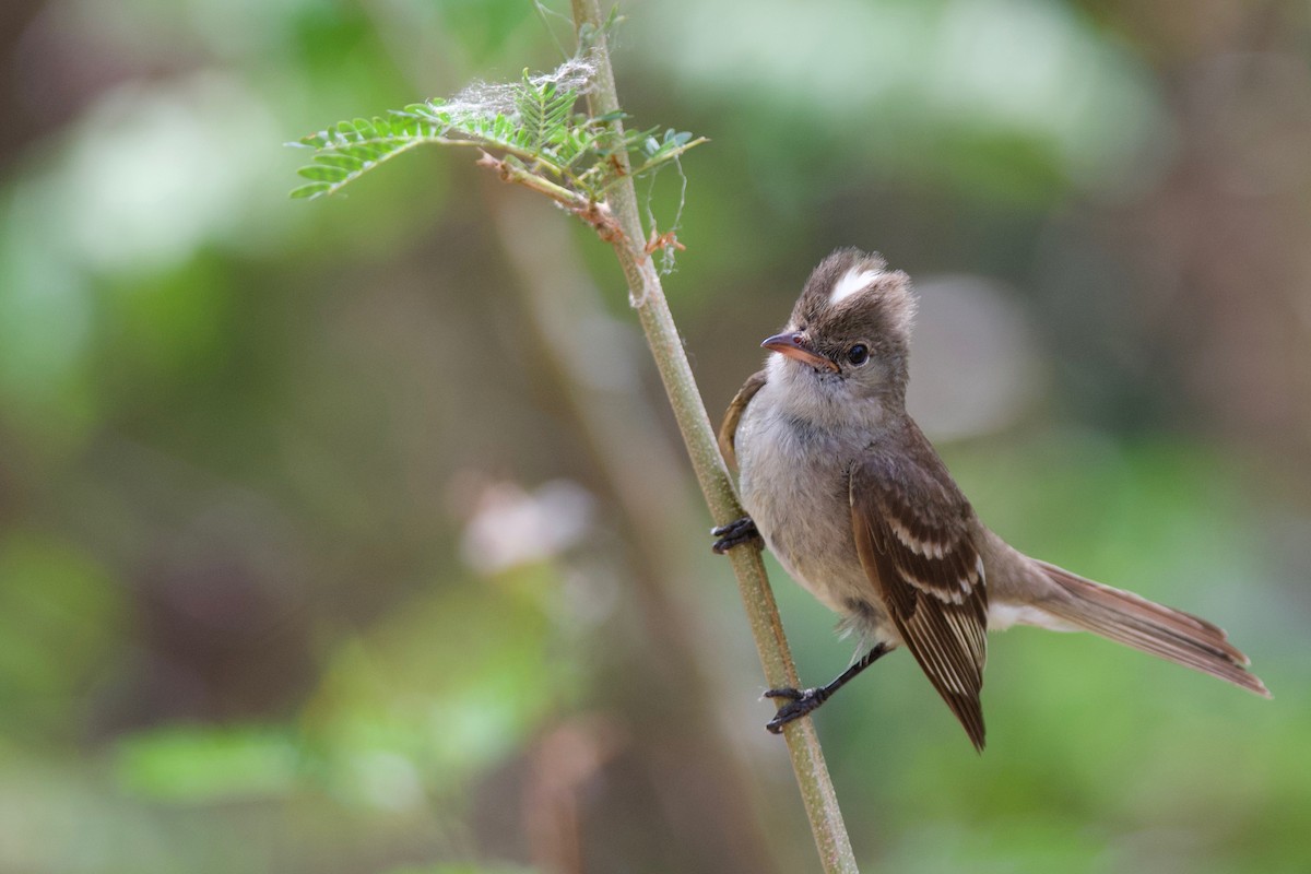 Caribbean Elaenia - Amanda Guercio