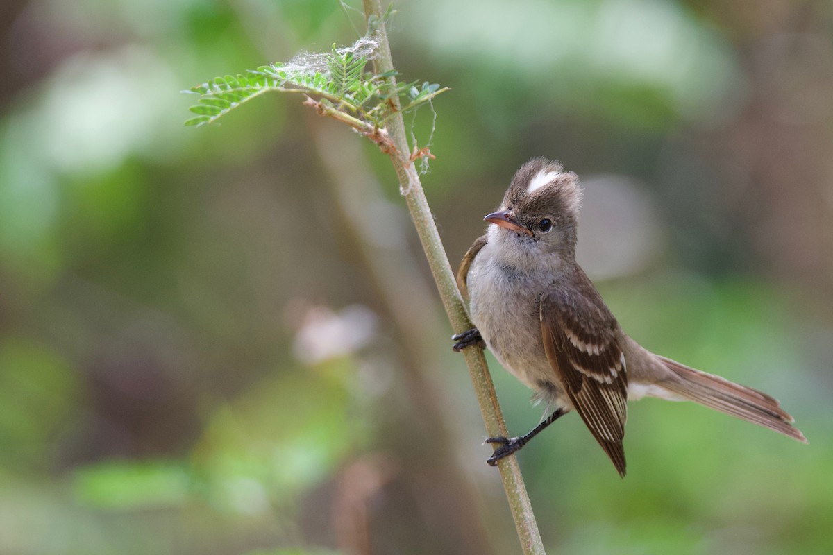 Caribbean Elaenia - ML157028541