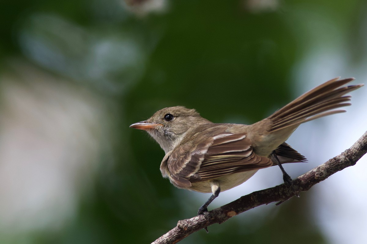 Caribbean Elaenia - ML157028631