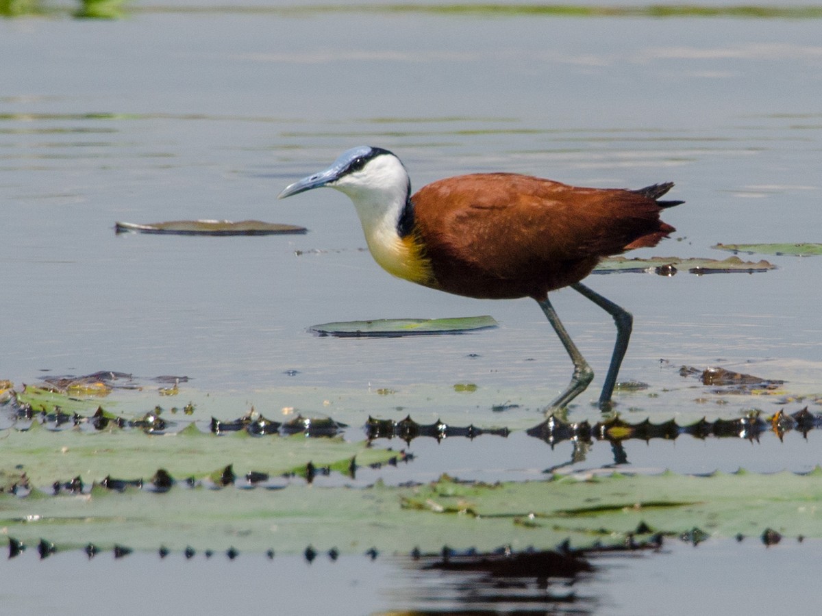 African Jacana - William Stephens