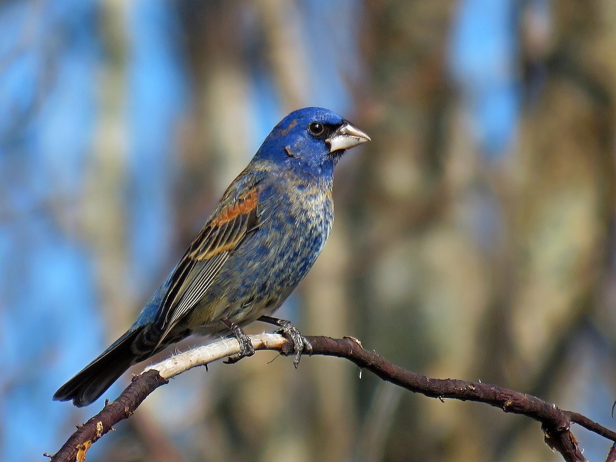 Blue Grosbeak - Laurel Amirault
