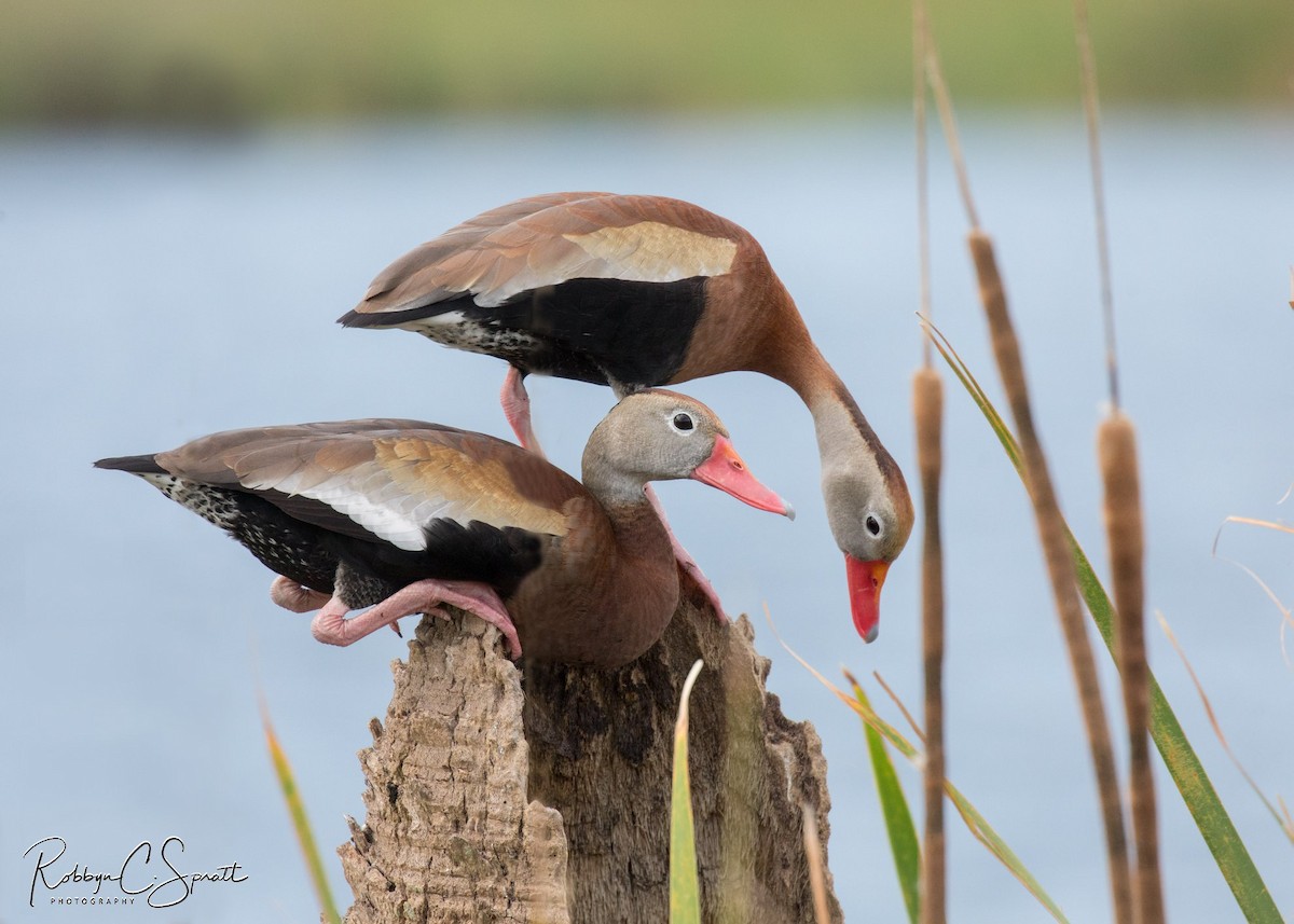 Black-bellied Whistling-Duck - ML157030281