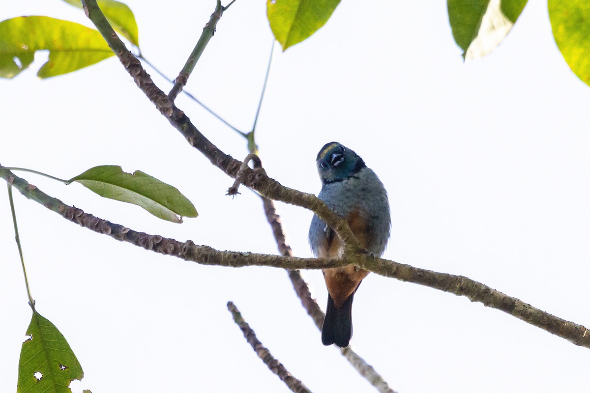 Opal-rumped Tanager (Silver-breasted) - ML157030601