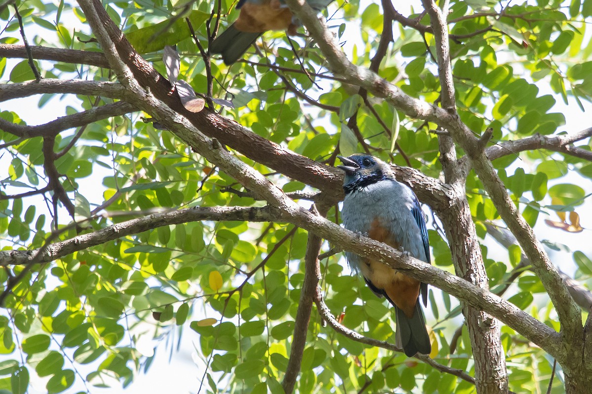 Opal-rumped Tanager (Silver-breasted) - ML157030621